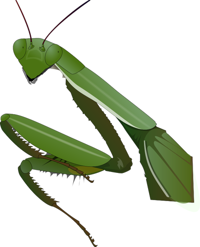 Praying mantis afbeelding