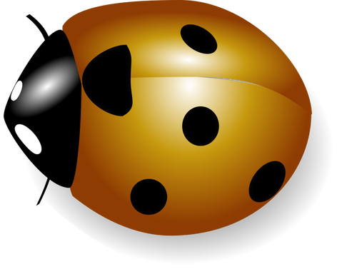 Image de coccinelle