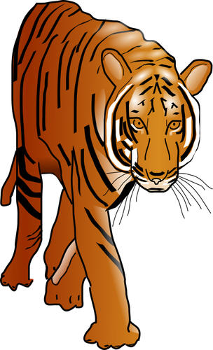 Chat sauvage de tigre