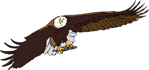 Bald eagle vektorgrafik