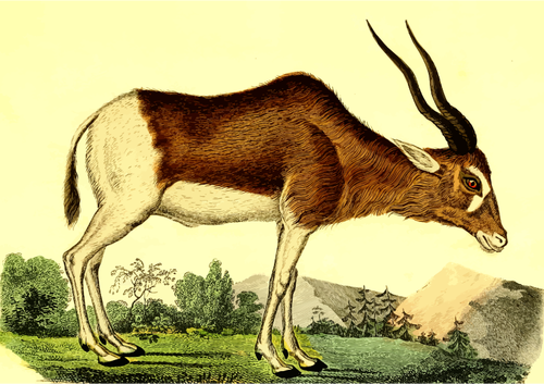 Antilope i skogen