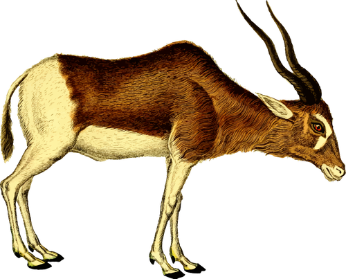 Antilope Vektor-illustration