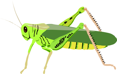 Groene bug