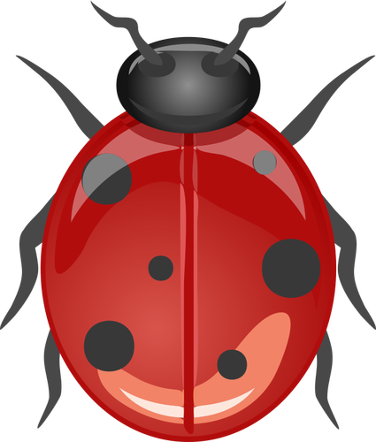 Coccinelle brillant