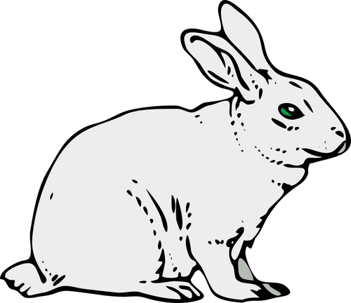 Gri tavşan