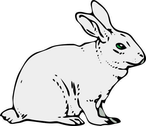 Gray rabbit