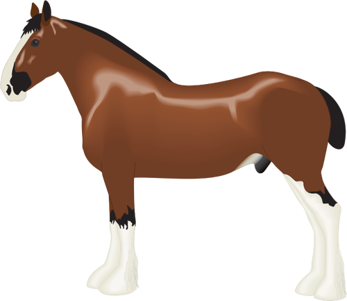 Clydesdale at