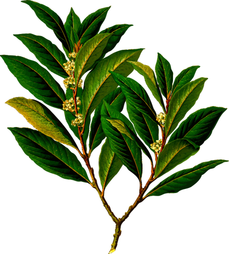 Bay laurel