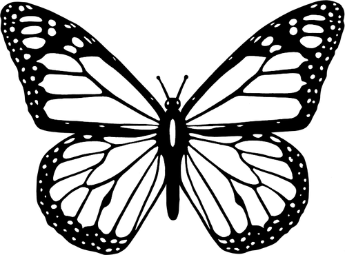 Vector illustraties van zwart-wit vlinder met brede vleugels spreiden