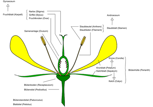 Diagramm der Blume-Vektor-Bild