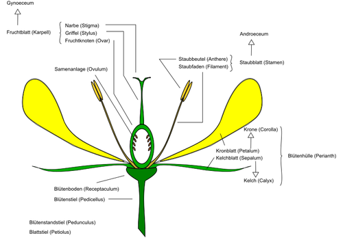 Diagram van bloem vector afbeelding