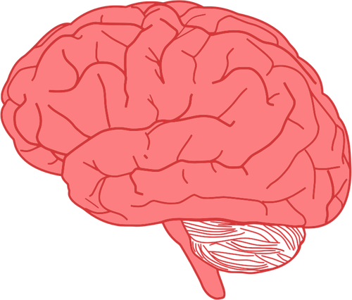 Мозг профиль