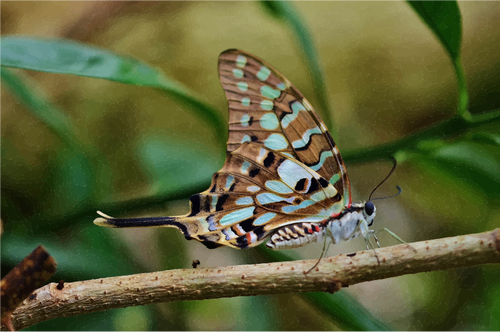 Graustufen-Origami-Schmetterling-Vektor-Bild