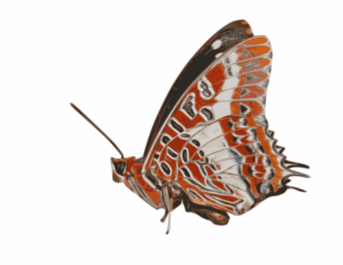Charaxes Brutus-Schmetterling-Vektor-Grafiken