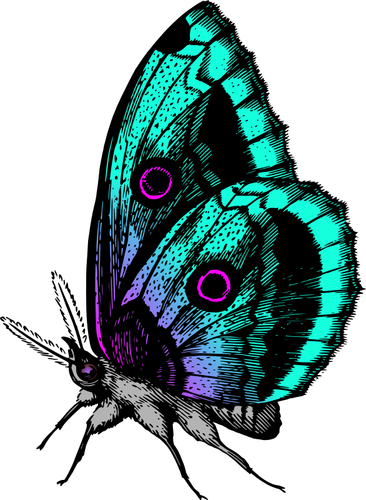 Papillon en plusieurs couleurs