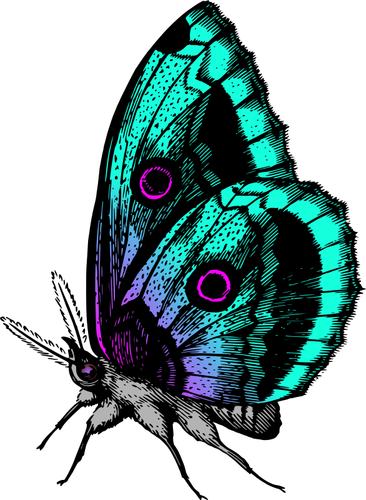 Butterfly in many colors