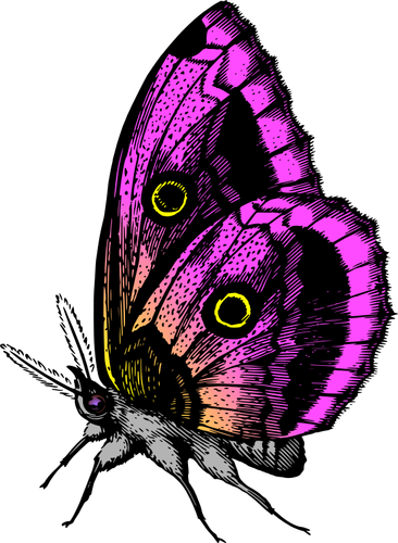 Mariposa en colores púrpura