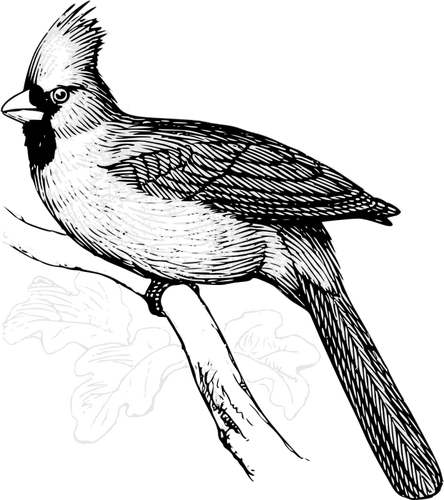 Vector de la imagen del pájaro cardinal en una rama