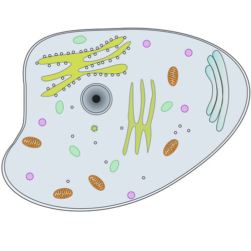 Dierlijke cel vectorillustratie