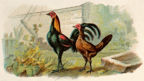 Dos gallinas