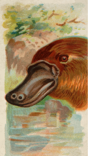 Canard – billed platypus