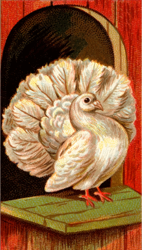 Fantail gołąb