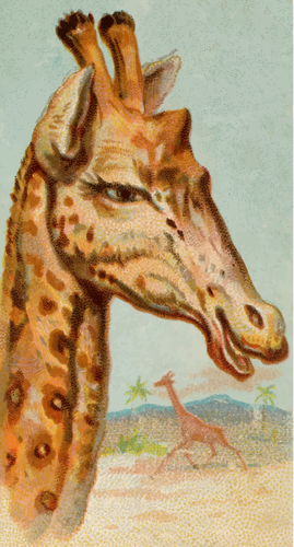 Giraffe illustration