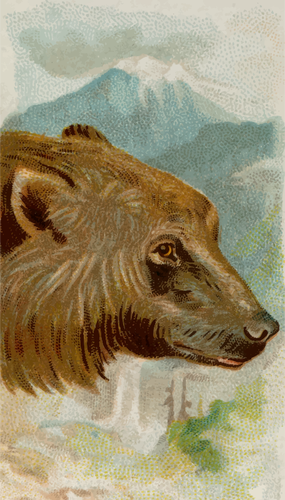 Grizzly bear image