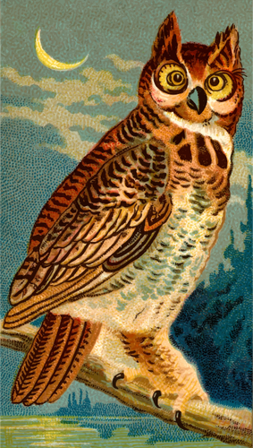 Horned Owl