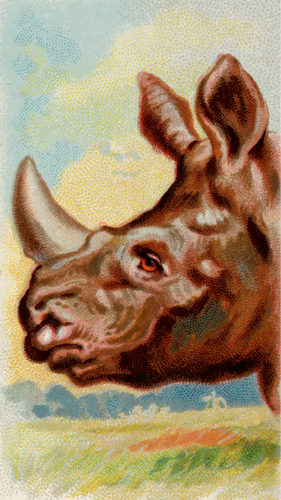 Nosorożec indyjski obrazu