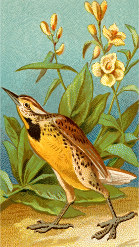 Meadow lark