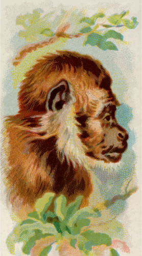 Profil użytkownika Monkey