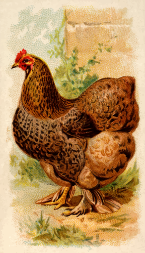 Partridge Cochin Hen