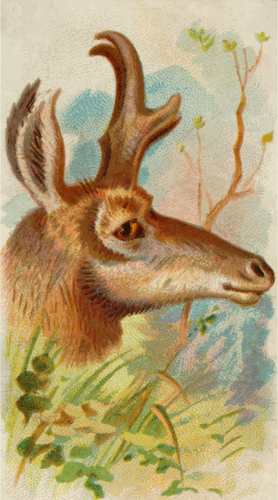 Prong-sarven antilooppi