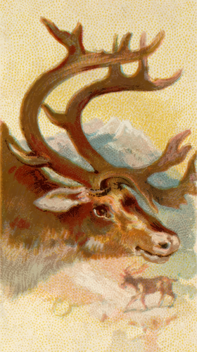 Reindeer image