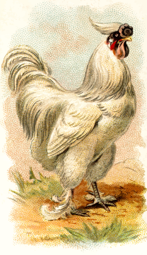 Witte kip vector afbeelding