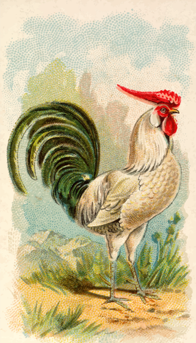 一只鸡的彩色插图