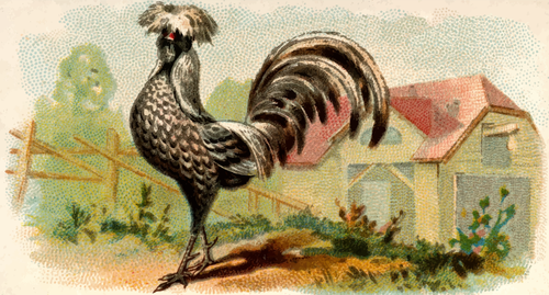Farbigen Illustration einer Henne