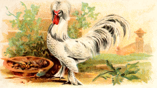 Sultan Fowl