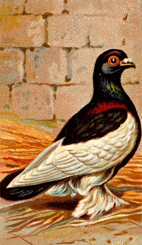 Savukekortti - Tumbler Pigeon