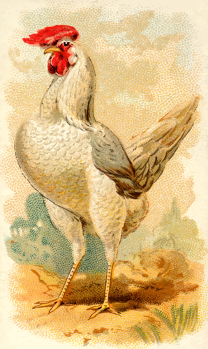 Gallina livornese bianco