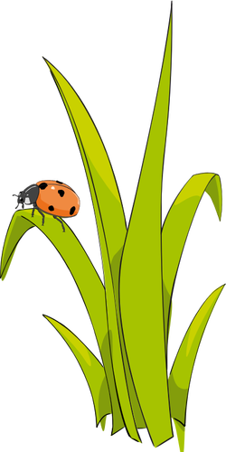 Ladybird sur l