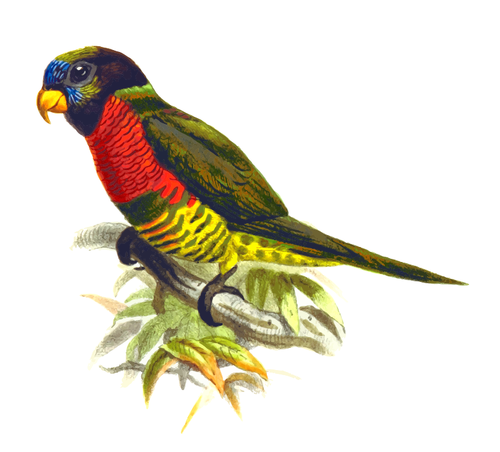 Kokos lorikeet