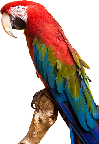 Colorful Macaw