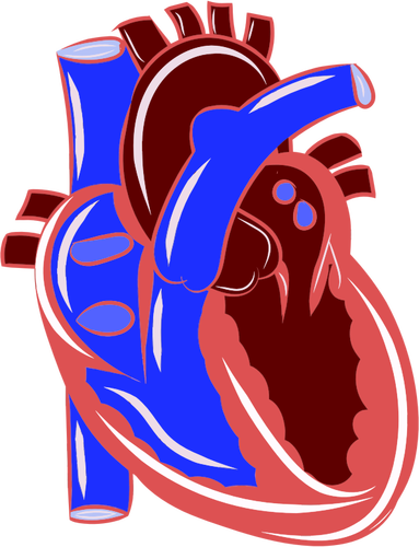 Ilustración de corazón realista