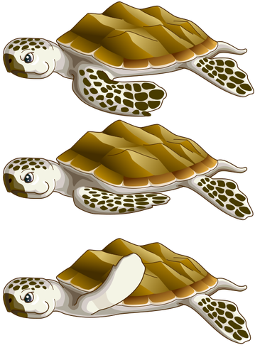 Sea turtles