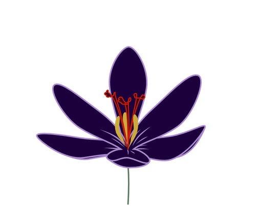 Крокусы цветут векторное изображение