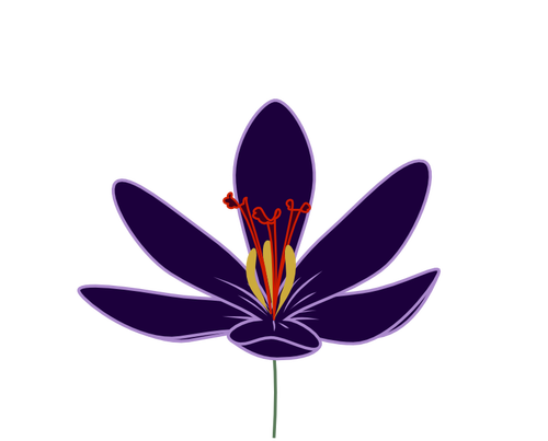 Crocus blossom vektor image