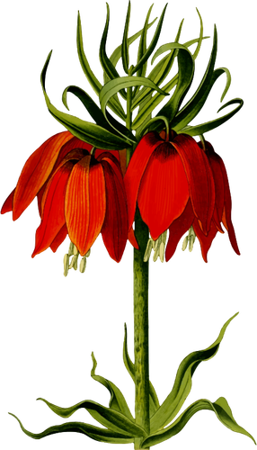 Crown imperial