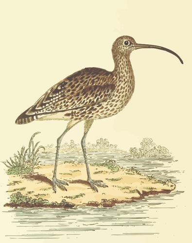 Curlew w savannah wektorowej